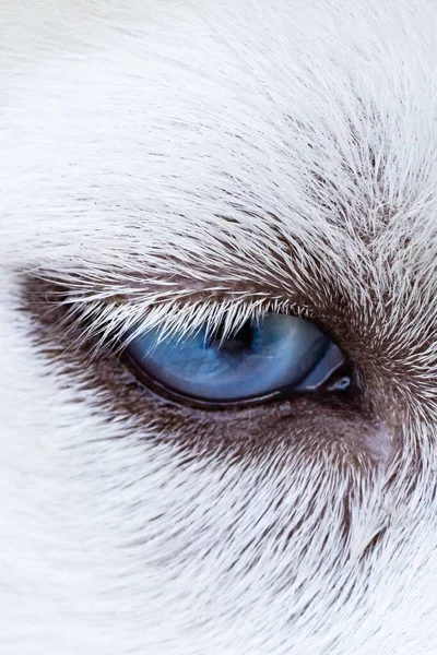 Vertikální Detailní Záběr Jasně Modrého Oka Bílého Psa — Stock fotografie