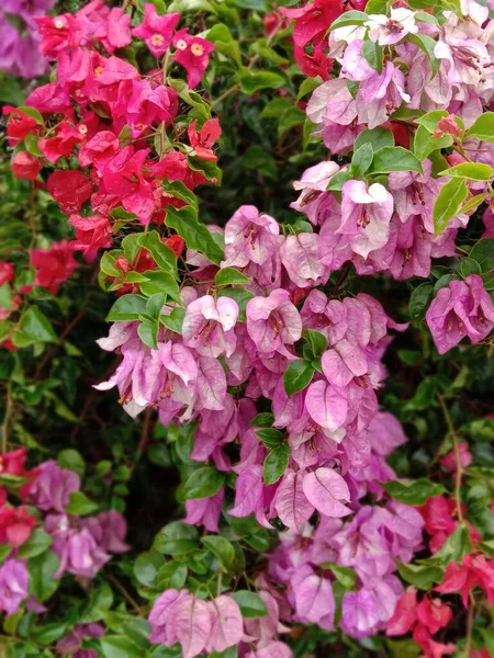 Plan Vertical Fleurs Weigela Violettes Roses Dans Jardin Pendant Journée — Photo