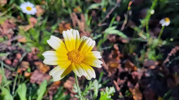 Güneşli Bir Günde Güzel Bir Çiçek — Stok fotoğraf