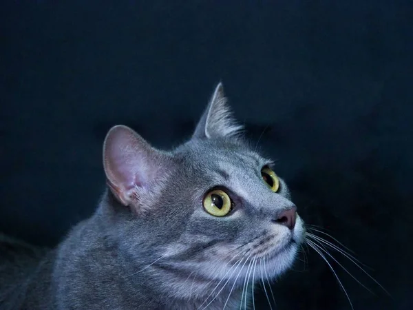 Egy Közeli Kép Egy Aranyos Szürke Macska Sötét Háttér — Stock Fotó