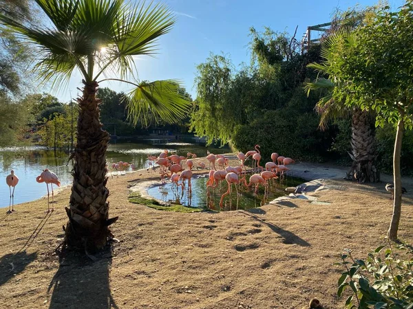 熱帯の木々に囲まれた天気の良い日には 池近くのピンクのフラミンゴの景色 — ストック写真