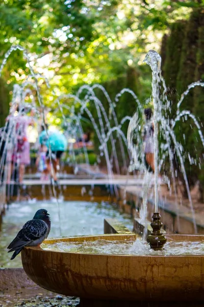 Pigeon Perching Fountain — Stock Photo, Image