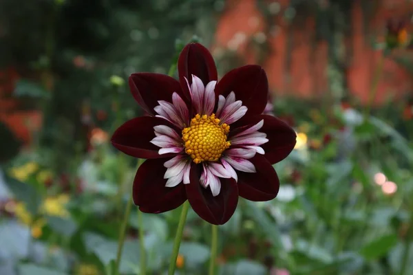 Płytkie Ognisko Dahlia Kwiat Ogrodzie — Zdjęcie stockowe