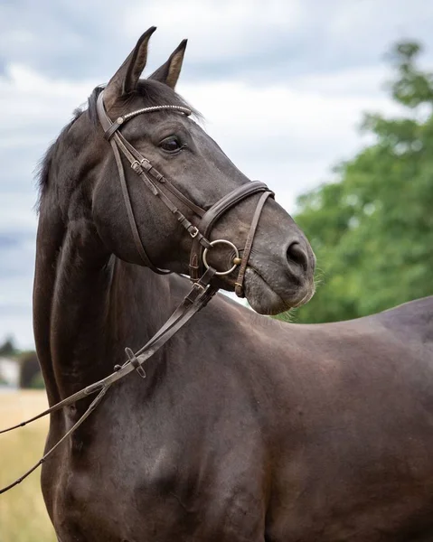 Een Selectie Van Een Artistiek Paard Met Hoofdstel — Stockfoto