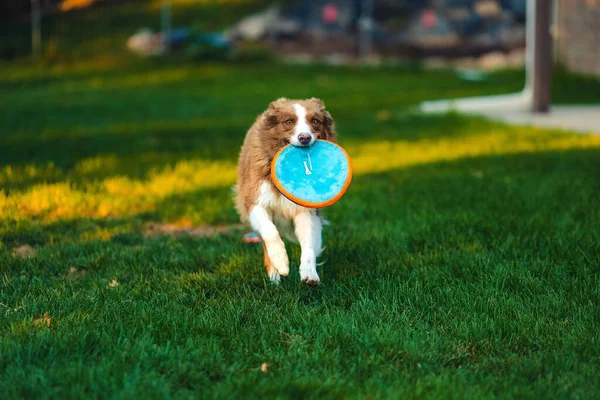 Ένα Χαριτωμένο Αυστραλιανό Ποιμενικό Σκυλί Παίζει Μια Αυλή — Φωτογραφία Αρχείου