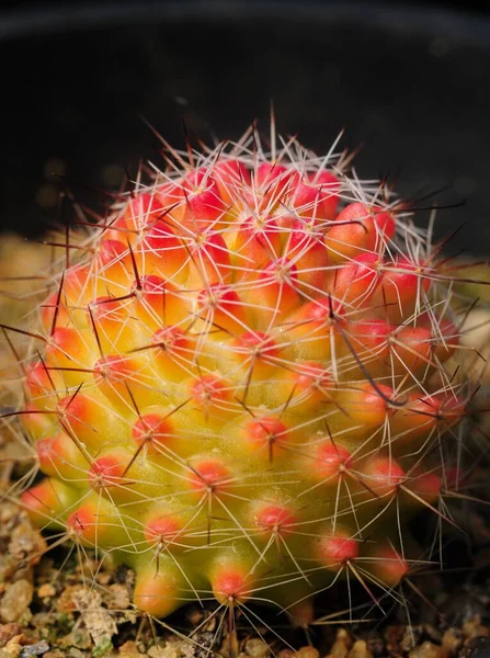 Egy Mammillaria Kaktusznövény Függőleges Makró Képe — Stock Fotó