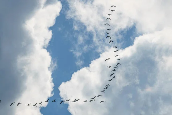 Een Zwerm Vogels Die Hoog Blauwe Bewolkte Lucht Vliegen Een — Stockfoto