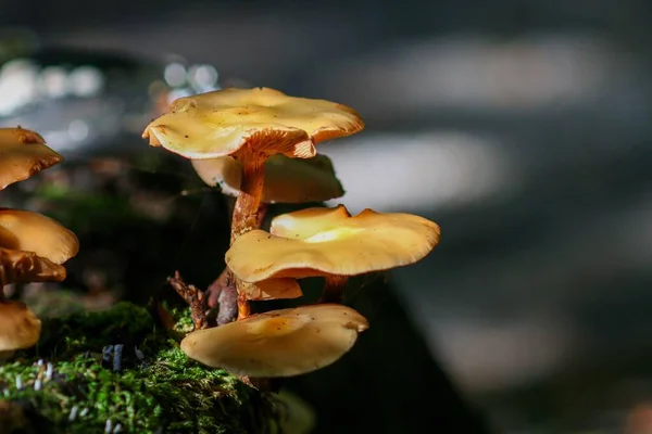 Closeup Sheathed Woodtuft Kuehneromyces Mutabilis Mushrooms Growing Sunlight — Stock Photo, Image