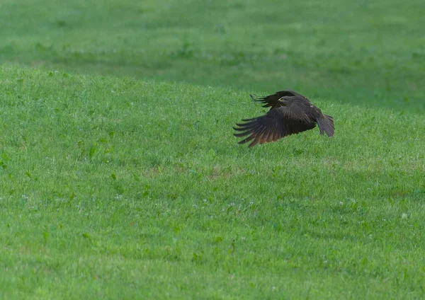 Cuervo Negro Volando Sobre Hierba Verde — Foto de Stock