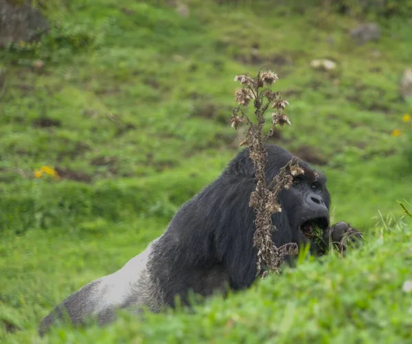 Una Hermosa Vista Gorila Bosque —  Fotos de Stock