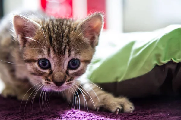 Eine Nahaufnahme Eines Neugierigen Braun Gestreiften Kätzchens Felis Catus Das — Stockfoto