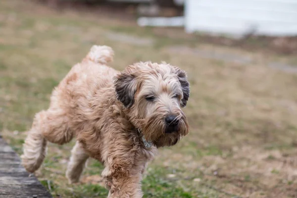 Scenic View Wheaten Terrier Dog Running Playing Outdoors — Stock Photo, Image