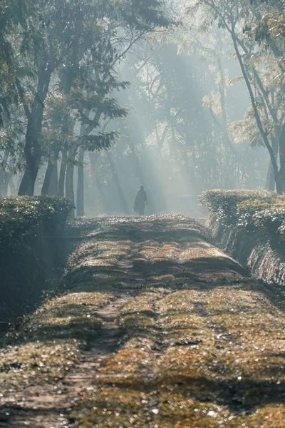 Misty Morning Sunlight Man Walks Tree Lined Path — Stock Photo, Image
