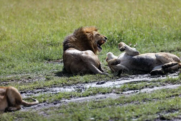Uma Leoa Brigando Com Leão Macho Enquanto Descansava Grama Masai — Fotografia de Stock