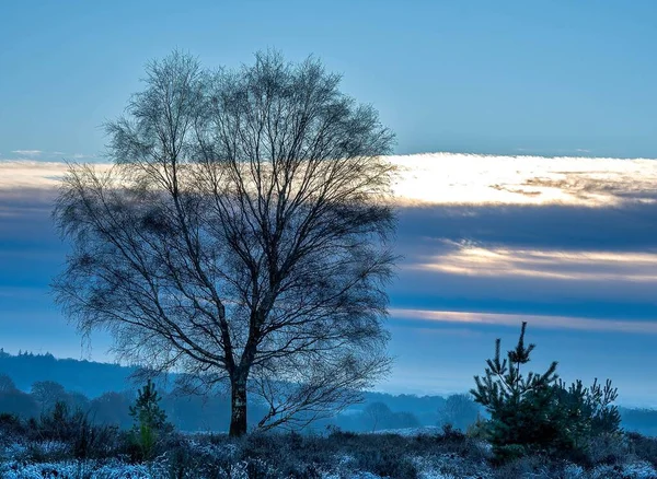 Ein Blattloser Baum Einem Schneebedeckten Feld Voller Büsche Bei Sonnenaufgang — Stockfoto