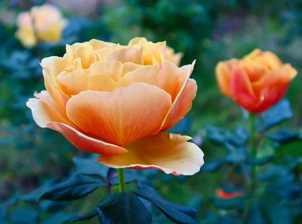 Eine Nahaufnahme Einer Orangen Rose — Stockfoto