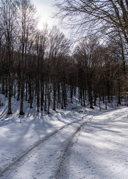 Uma Linda Floresta Inverno Com Longas Trilhas Neve Cercada Por — Fotografia de Stock