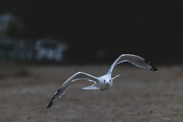 Nahaufnahme Einer Schönen Möwe Flug Über Ein Sandiges Ufer — Stockfoto