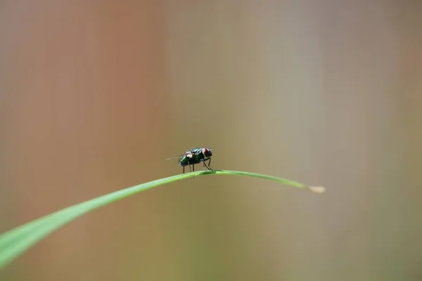 Ένα Κοντινό Πλάνο Μιας Μικρής Μύγας Σκαρφαλωμένης Ένα Πράσινο Φύλλο — Φωτογραφία Αρχείου