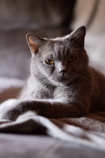 一只毛茸茸的灰猫躺在床上严肃的眼睛的垂直镜头 — 图库照片