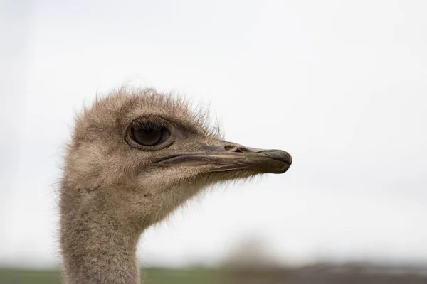Closeup Shot Ostrich Head Face Isolated Background — Stock Photo, Image