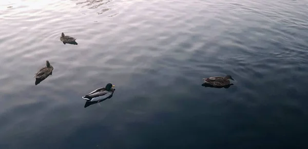 Canards Sauvages Dans Lac Par Temps Brumeux — Photo