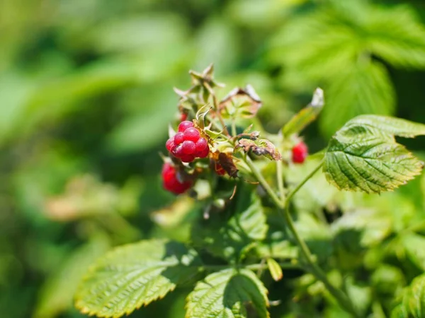Jasně Červené Malinové Plody Rostlině Pod Slunečním Světlem — Stock fotografie