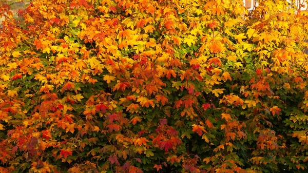 Arbusto Trepadeira Com Folhas Vermelhas Amarelas Dia Ensolarado Outono — Fotografia de Stock