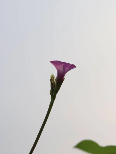 Eine Vertikale Aufnahme Einer Lila Blume — Stockfoto