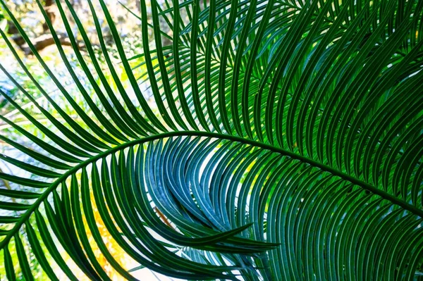 Крупный План Красивой Зеленой Пальмовой Ветви Против Лучей Солнца — стоковое фото