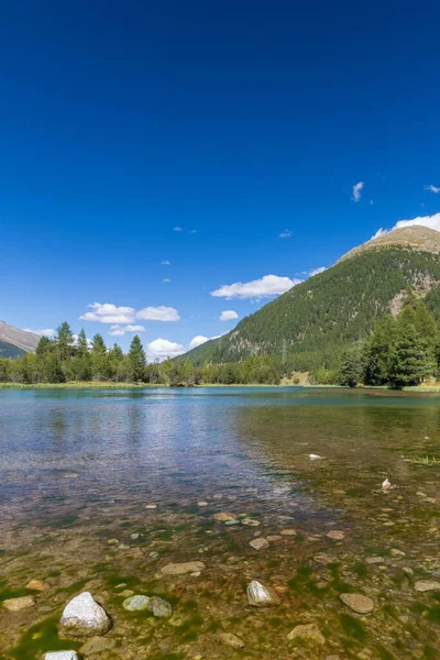 Mesmerizing View Transparent Water Mountain Lake Surrounded Pine Trees Green — Stock Photo, Image