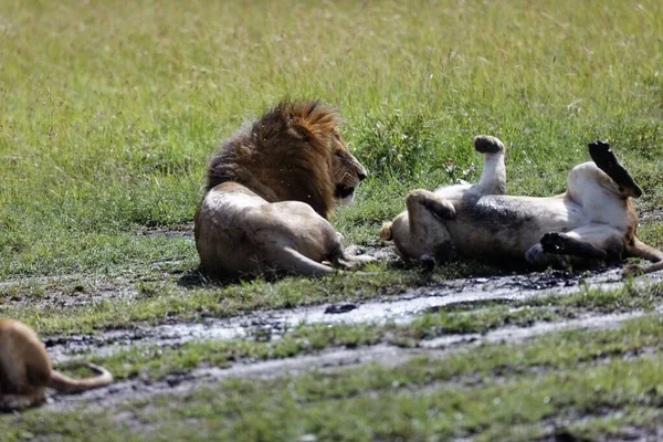 Eine Löwin Streitet Sich Mit Einem Männlichen Löwen Während Sie — Stockfoto