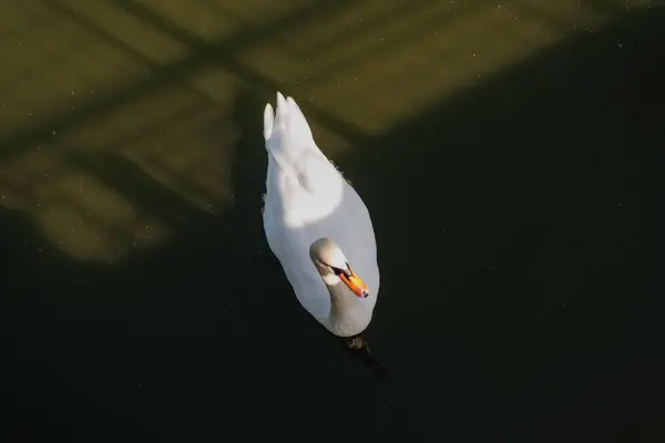 Ángulo Alto Hermoso Cisne Blanco Agua Tranquila — Foto de Stock