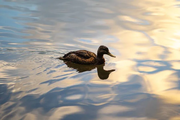 夏天的一天 一只野鸭在雄伟的水面上游动 倒映着蓝色的池塘 — 图库照片