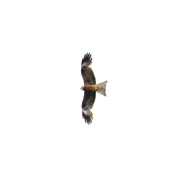 一只黑色风筝 米尔沃斯移民 在白天上的低角度射击 — 图库照片