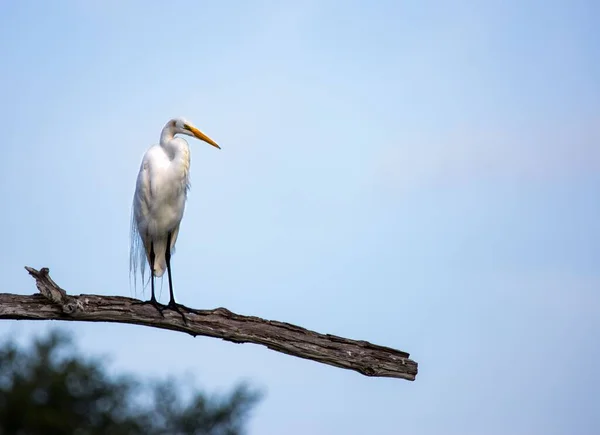 Great White Egret Perched Branch — Stock Photo, Image