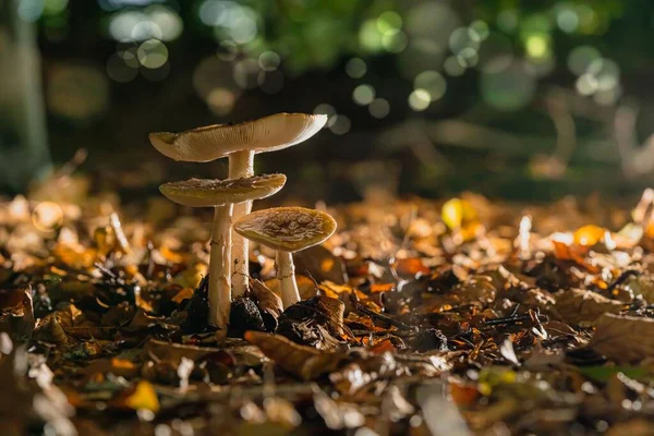 Eine Nahaufnahme Von Amanita Muscaria Regalis Die Herbst Einem Wald — Stockfoto