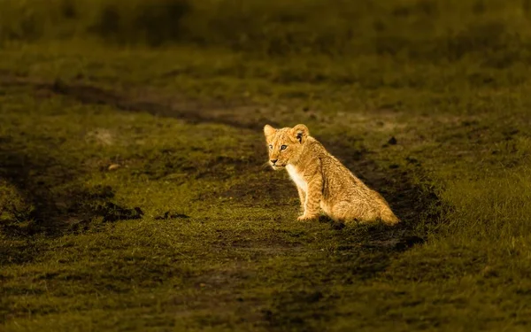 Азиатский Лев Panthera Leo Persica Ребенок Сидит Зеленом Лугу — стоковое фото