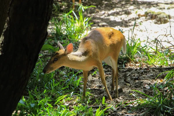 晴れた日に動物園の居住区に立つ赤ちゃん鹿 — ストック写真