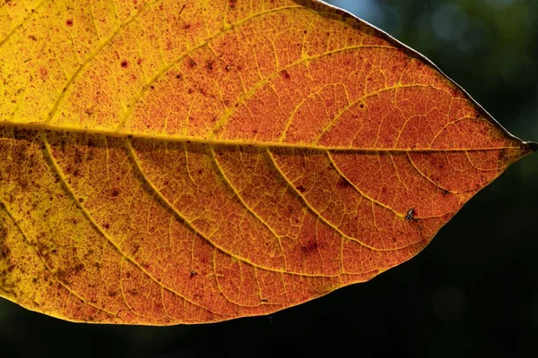 Close Uma Folha Outono Laranja Amarela Com Clorofila Pigmentos Visíveis — Fotografia de Stock