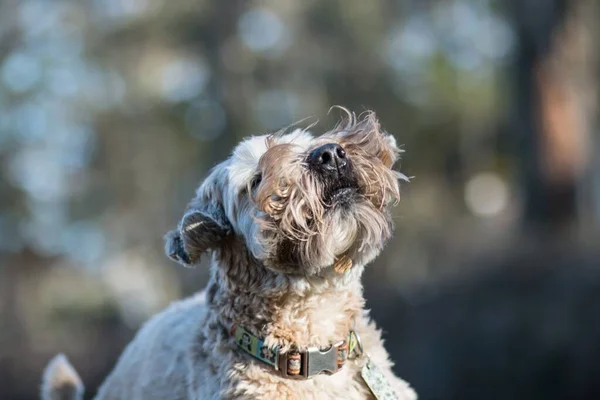 A closeup portrait of Soft-coated Wheaten Terrier dog playing with wind on blurry background