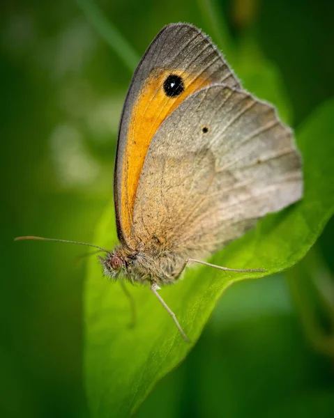 美しい茶色の砂の目の蝶の垂直閉鎖 草原茶色 葉のマニオラ ジュルティナ — ストック写真