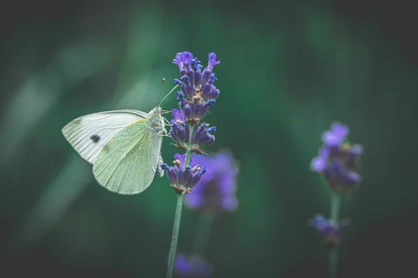 Ytlig Fokusbild Vitkål Fjäril Som Pollinerar Lavendelblomma — Stockfoto