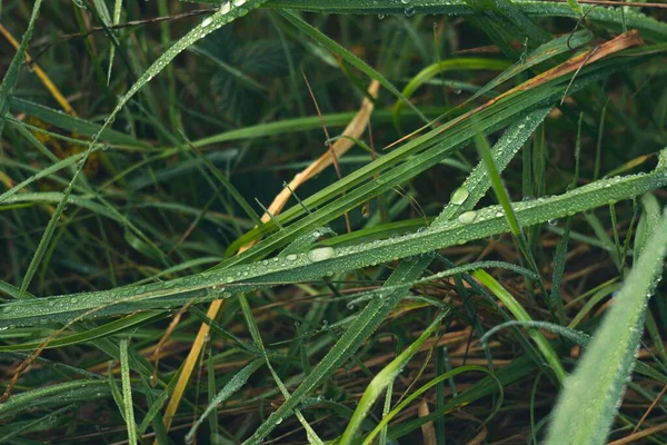 在绿草上的雨滴特写 — 图库照片