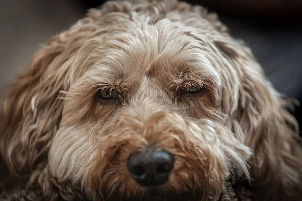 特写中一只棕色拉布拉多狗毛茸茸的脸 — 图库照片