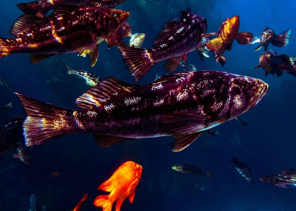 Close Kelp Bass Garibaldi Peixes Nadando Debaixo Água Mar — Fotografia de Stock