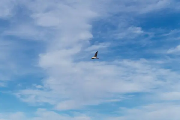 Tiro Panorâmico Baixo Ângulo Pássaro Majestoso Voo Contra Céu Azul — Fotografia de Stock