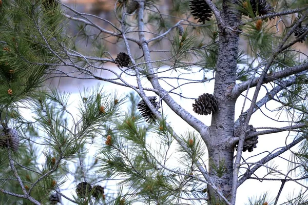Kış Ormanlarında Yetişen Kozalaklı Bir Çam Ağacının Yakın Çekimi — Stok fotoğraf
