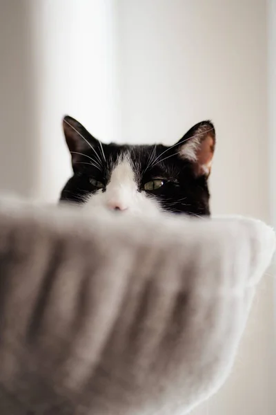 아름다운 턱시도 고양이의 클로즈업 긴장풀고 — 스톡 사진