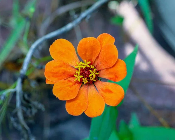Makro Zdjęcie Pomarańczowego Dzikiego Kwiatu — Zdjęcie stockowe